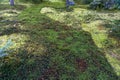 Garden ground covered by green star moss texture background Royalty Free Stock Photo