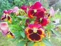 Lovely pansies - colorful garden flowers