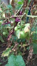 Grow a bush with a big green tomato Royalty Free Stock Photo