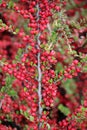 In the autumn, a decorative bush of the cotoneaster horizontalis grows in the garden
