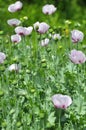 In the garden grows a poppy with green heads Royalty Free Stock Photo