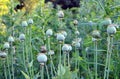 In the garden grows a poppy with green heads Royalty Free Stock Photo