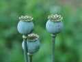 In the garden grows a poppy with green heads Royalty Free Stock Photo