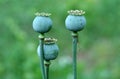 In the garden grows a poppy with green heads Royalty Free Stock Photo