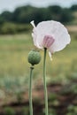 In the garden grows a poppy with green heads. .White poppy flower and boll. Lonely flower of white poppy. Macro.