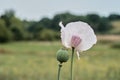 In the garden grows a poppy with green heads. .White poppy flower and boll. Lonely flower of white poppy. Macro.