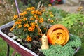 Garden halloween decoration made from wheelbarrow filled with pumpkin and squash to resemble cute snail surrounded with colorful Royalty Free Stock Photo