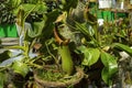 Carnivorous pitcher plants nepenthes Royalty Free Stock Photo