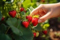 Garden harvest Female farmer handpicks ripe organic strawberries, agriculture concept