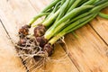 Garden harvest of fresh young spring green onions on wooden table background. Side view Royalty Free Stock Photo