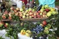 Garden harvest of homegrown produce