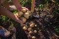 The garden harvest a potato crop with a shovel. Selective focus Royalty Free Stock Photo