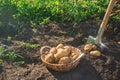 The garden harvest a potato crop with a shovel. Selective focus Royalty Free Stock Photo