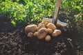 The garden harvest a potato crop with a shovel. Selective focus Royalty Free Stock Photo