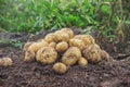 The garden harvest a potato crop with a shovel. Selective focus Royalty Free Stock Photo