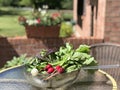 Garden harvest