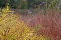 Garden at Hauser & Wirth Gallery named the Oudolf Field, at Durslade Farm, Somerset UK. Designed by landscape artist Piet Oudolf. Royalty Free Stock Photo