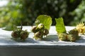 Garden hazelnut with green leaves on a white wooden bokeh background