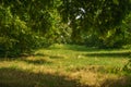 Garden of Hazelnut tree in backyard. Green grass.