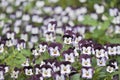 Garden Heartsease Flowers Royalty Free Stock Photo