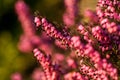 Garden heather in low sun