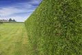Garden hedge Royalty Free Stock Photo