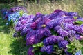 Garden hedge of abundant flowering purple and blue hydrangea shrubs