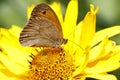 Heliopsis helianthoides with a butterfly on it.