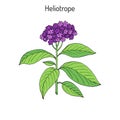 Garden heliotrope Heliotropium peruvianum , fragrant perennial plant