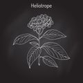 Garden heliotrope Heliotropium peruvianum , fragrant perennial plant