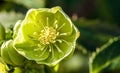 Garden Hellebore