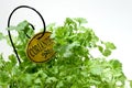 Garden Herb - Coriander Royalty Free Stock Photo