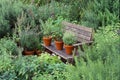 Garden with herbs