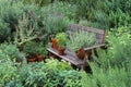 Garden with herbs