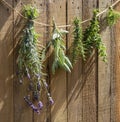 Garden herbs hanging from a cord Royalty Free Stock Photo