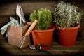 Garden herbs on the pot Royalty Free Stock Photo