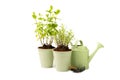 Garden herbs in pots and watering can for flowers isolated on a white background. Royalty Free Stock Photo