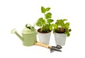 Garden herbs in pots and watering can for flowers isolated on a white background. Royalty Free Stock Photo