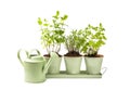 Garden herbs in pots and watering can for flowers isolated on a white background. Royalty Free Stock Photo