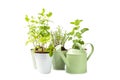 Garden herbs in pots and watering can for flowers isolated on a white background. Royalty Free Stock Photo