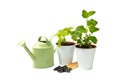 Garden herbs in pots and watering can for flowers isolated on a white background. Royalty Free Stock Photo