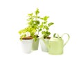 Garden herbs in pots and watering can for flowers isolated on a white background. Royalty Free Stock Photo