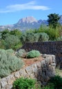 Garden with herbs