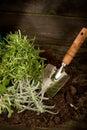 Garden herbs with utensil Royalty Free Stock Photo