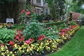 yellow and red begonias in a mass planting