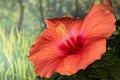 Chinese Hibiscus, China Rose, Hawaiian Hibiscus, Hibiscus Rosa-sinensis Royalty Free Stock Photo