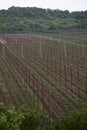 Garden hop landscape in spring. Agriculture landscape. care constructions rows.