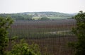 Garden hop landscape in spring. Agriculture landscape. care constructions rows. Royalty Free Stock Photo