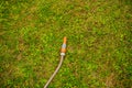 Garden hose lying in grass Royalty Free Stock Photo