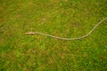 Garden hose lying in grass Royalty Free Stock Photo